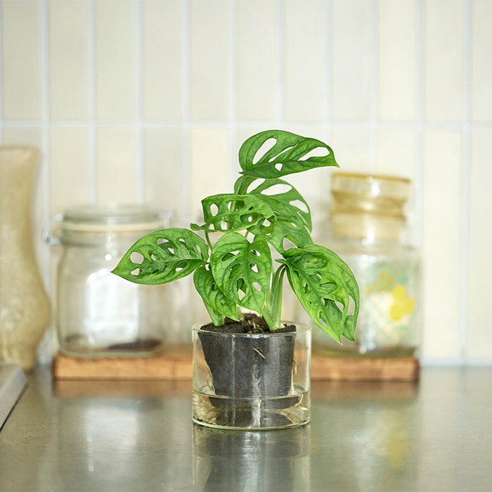マドカズラ Set｜土を使わない観葉植物 – &Green