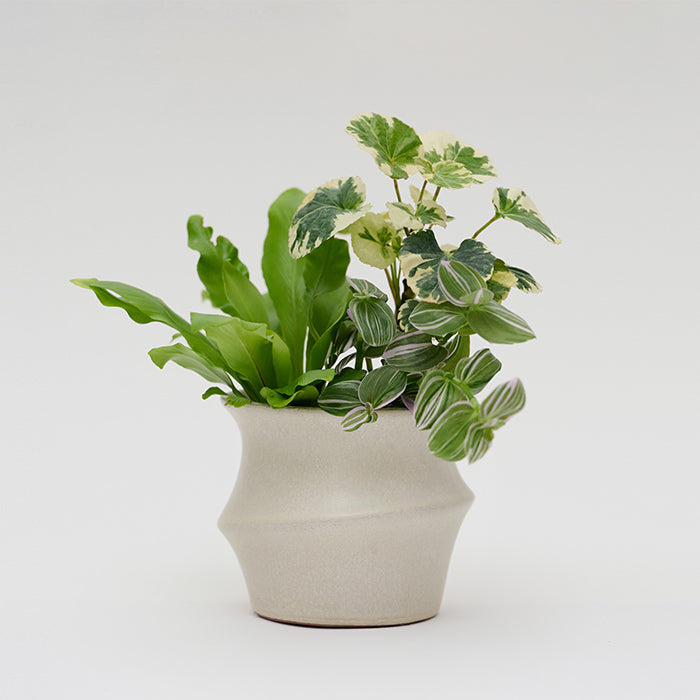 Screw Pot 個性的な陶器製の器|土を使わない観葉植物 – &Green Screw Pot 個性的な陶器製の器|土を使わない観葉植物 – &Green