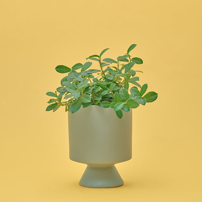 Shopping - 商品一覧｜土を使わない観葉植物の通販サイト