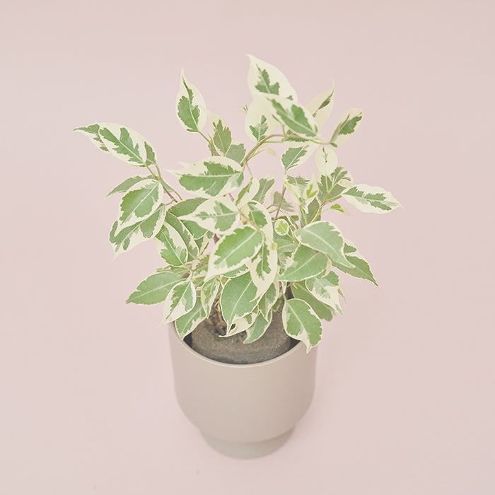 ベンジャミン・スターライト M（Simple Green）｜土を使わない観葉植物