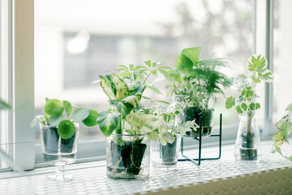 ＆Green life Plan｜土を使わない観葉植物 – &Green