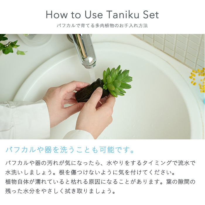 Taniku Set Blue（多肉植物のセット）｜土を使わない観葉植物 – &Green