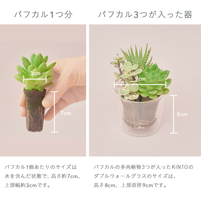 Taniku Set Blue（多肉植物のセット）｜土を使わない観葉植物 – &Green