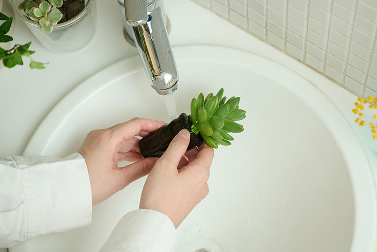 Taniku Set Spring｜土を使わない観葉植物 – &Green