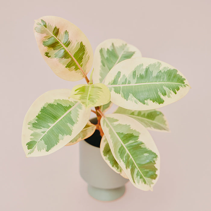 フィカス・ティネケ M（Simple Green）｜土を使わない観葉植物 – &Green