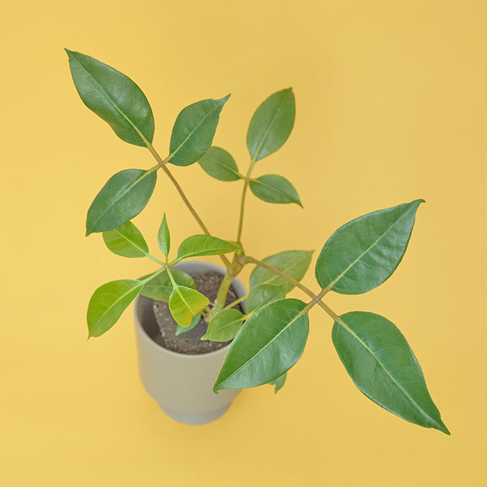 【観葉植物】ツピタンサス ツピタンサス【大型 観葉植物 7号鉢／1本立ち1個】｜ 【植物の