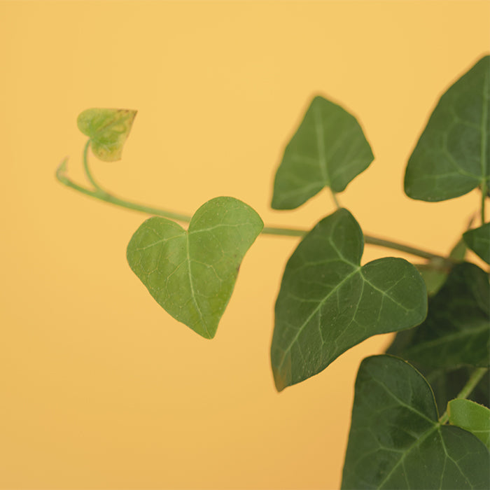 カルネロサーナ300粒 / グレイグリーン500粒 淡水魚】【通販】激レアNo1 吉丁雷龍(Jewel)【個体販売】(±15cm