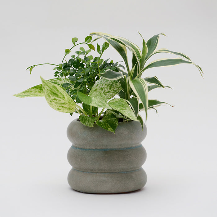 Wave Pot 個性的な陶器製の器｜土を使わない観葉植物 – &Green