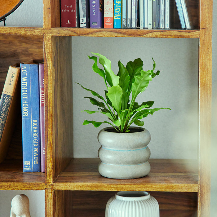 Wave Pot 個性的な陶器製の器｜土を使わない観葉植物 – &Green