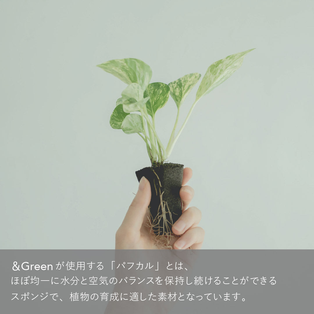 Nina（シマトネリコ、シェフレラ、アスプレニウム）｜土を使わ