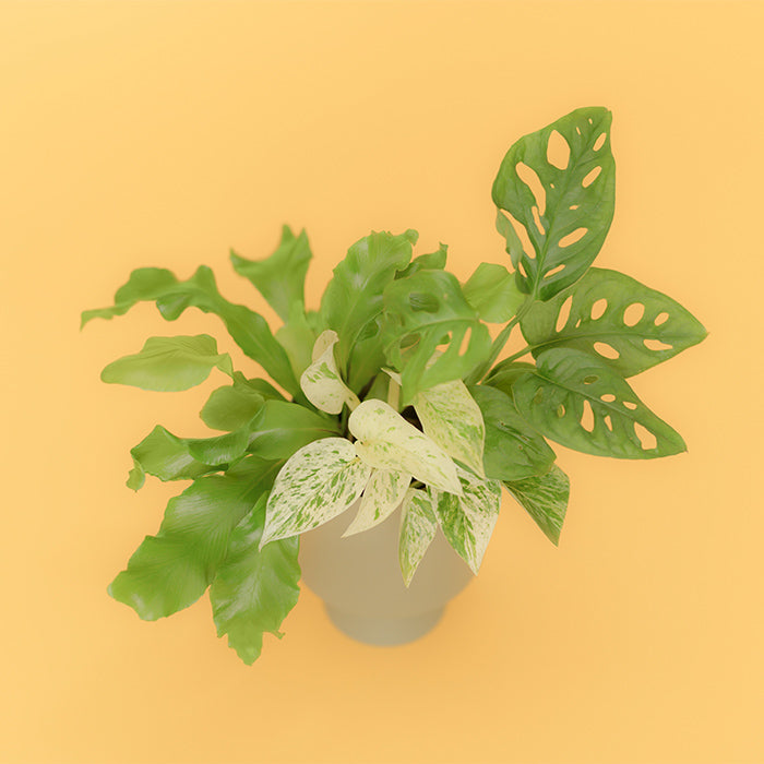 Lucas（マドカズラ、アスプレニウム、ポトス・マーブルクィーン）｜土